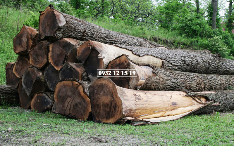 Hình ảnh gỗ óc chó Bắc Mỹ
