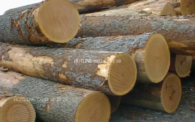 Đặc điểm của gỗ sồi cần nắm trước khi đóng nội thất