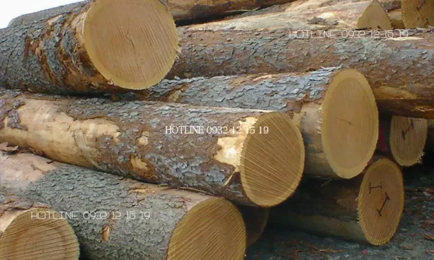 Đặc điểm của gỗ sồi cần nắm trước khi đóng nội thất