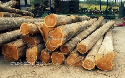 Đặc điểm và ứng dụng của gỗ teak (gỗ tếch – giá tỵ)