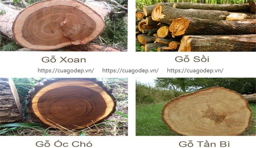 Một số loại gỗ