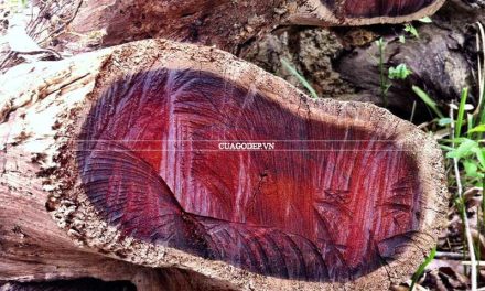 Tìm hiểu về gỗ trắc được mệnh danh là báu vật của núi rừng