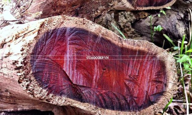 Tìm hiểu về gỗ trắc được mệnh danh là báu vật của núi rừng