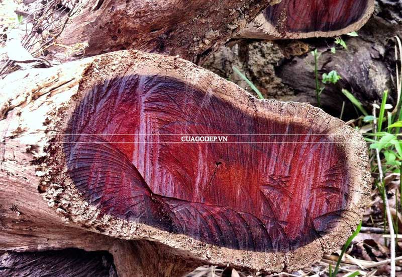 Tìm hiểu về gỗ trắc được mệnh danh là báu vật của núi rừng