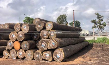 Các loại gỗ chịu nước tốt để làm nội ngoại thất